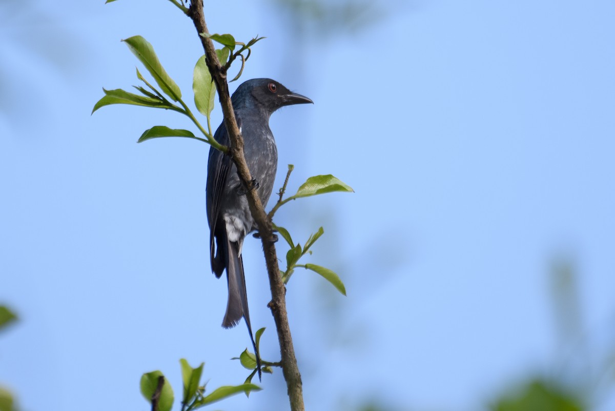 Ashy Drongo - ML616983755