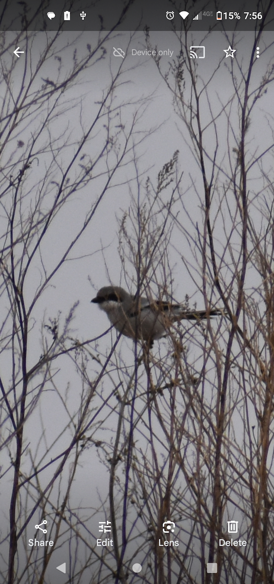 Loggerhead Shrike - ML616983789