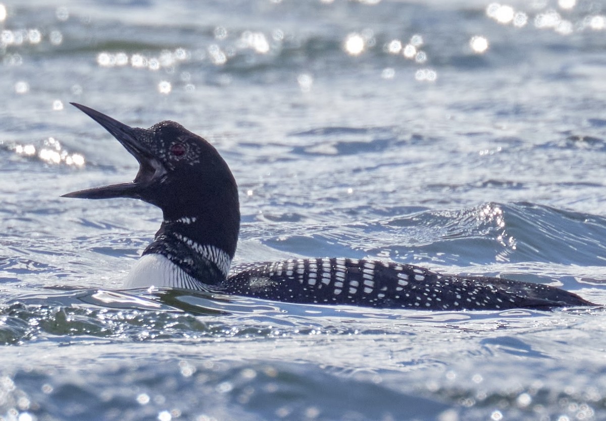 Common Loon - ML616983828