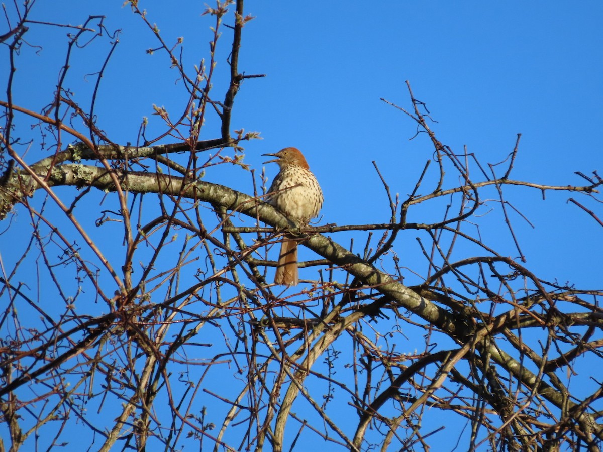 Brown Thrasher - ML616983837