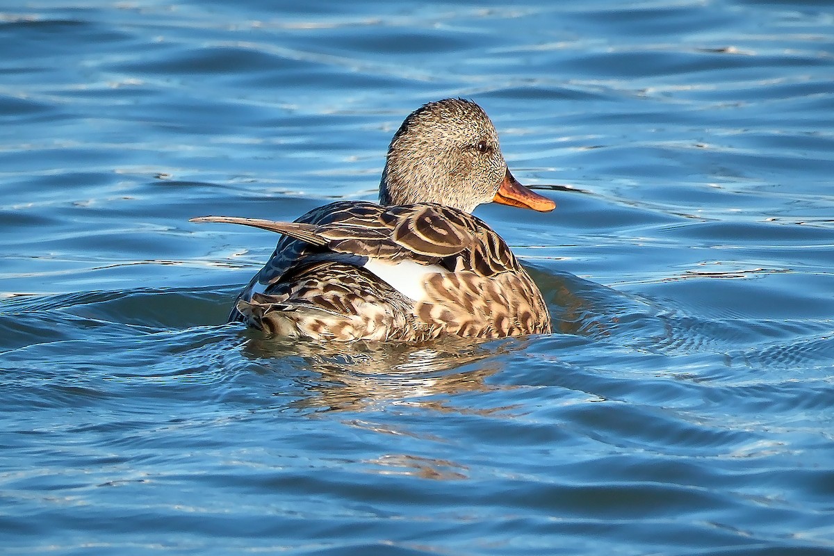 Gadwall - ML616983838