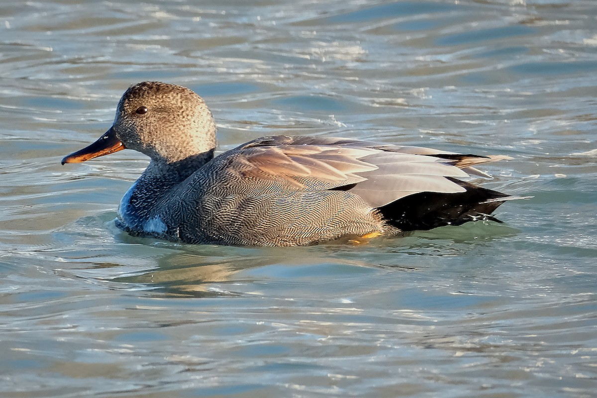 Gadwall - ML616983839