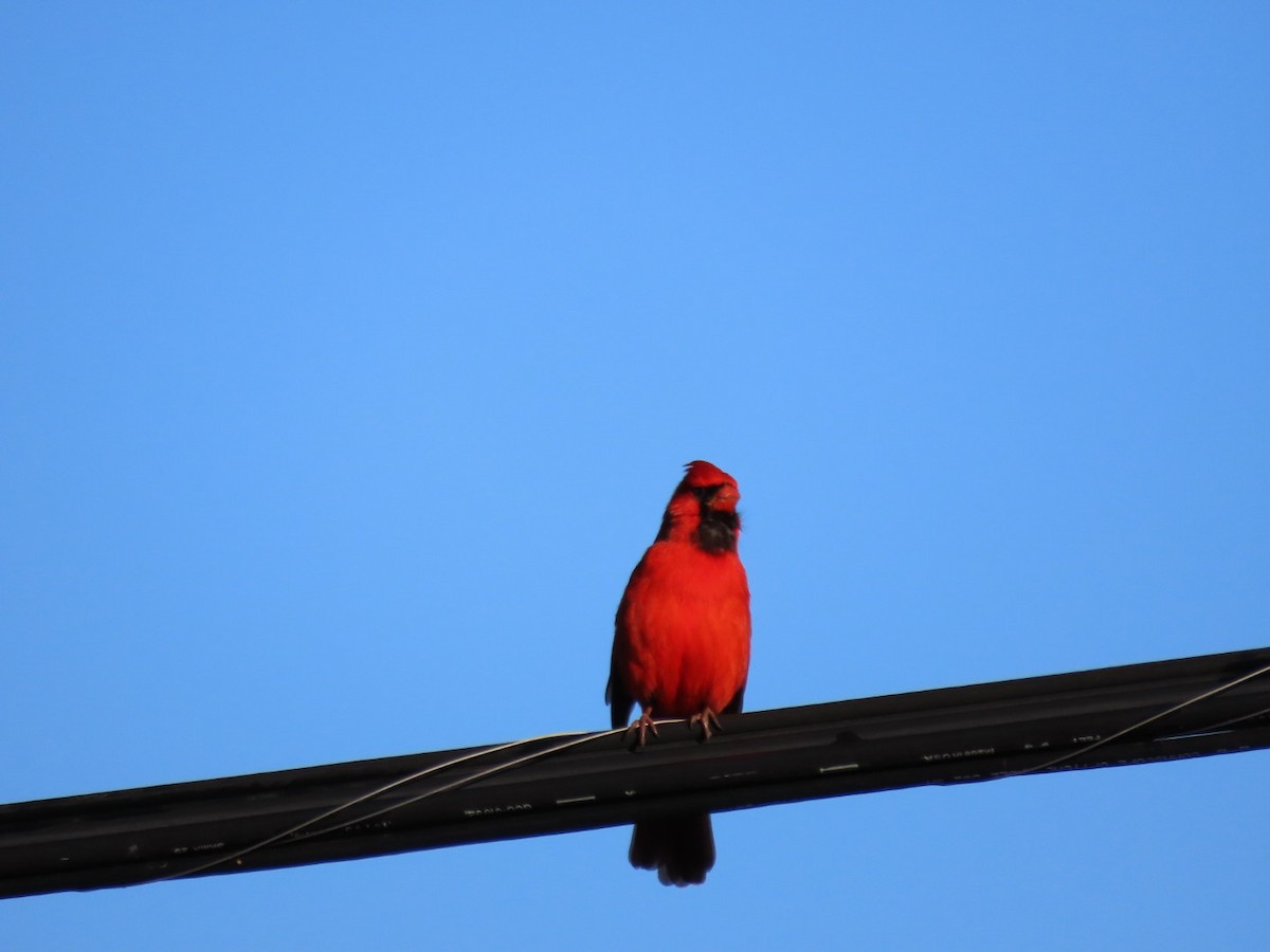 Northern Cardinal - Ed Groneman