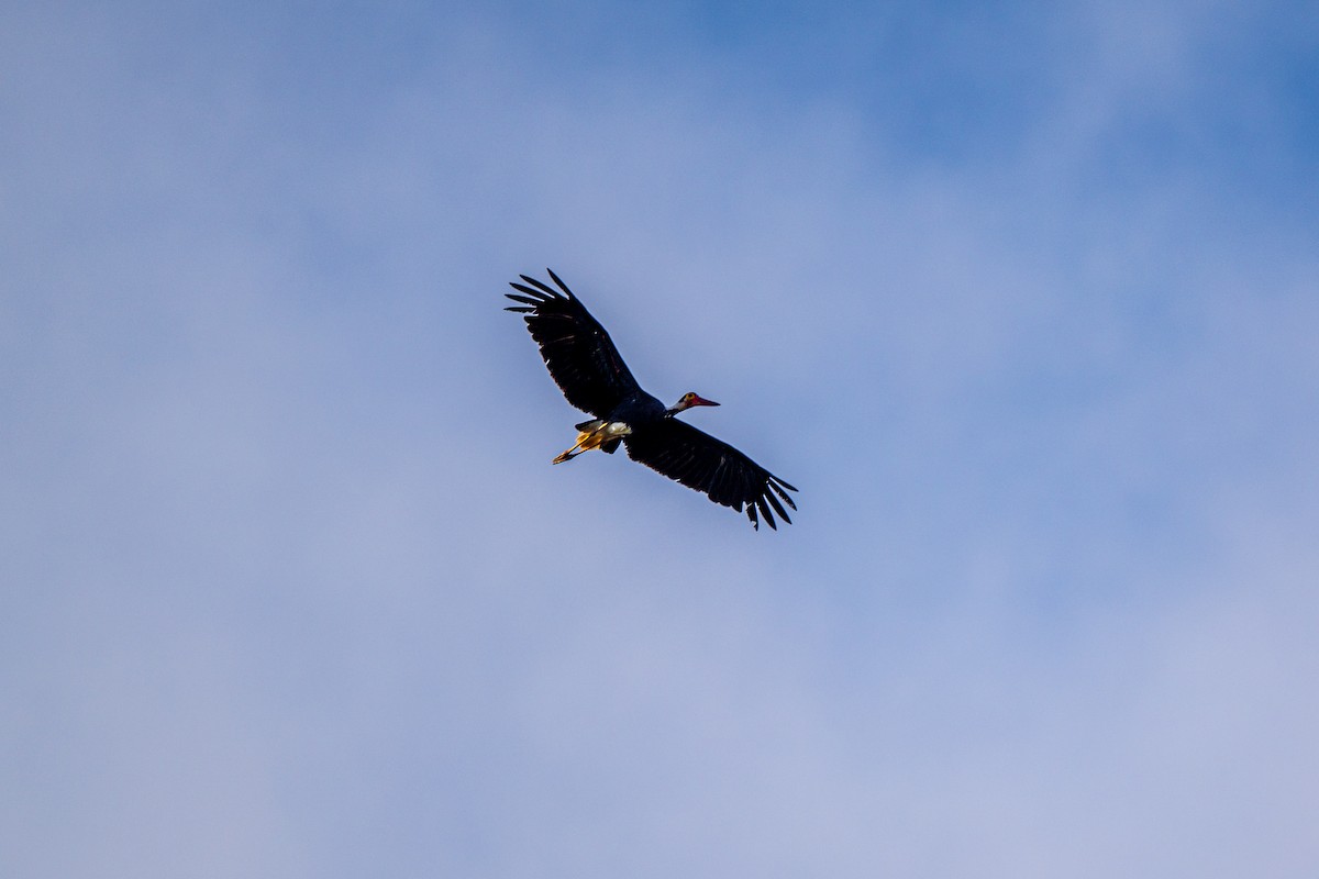 Lesser Adjutant - ML616983863