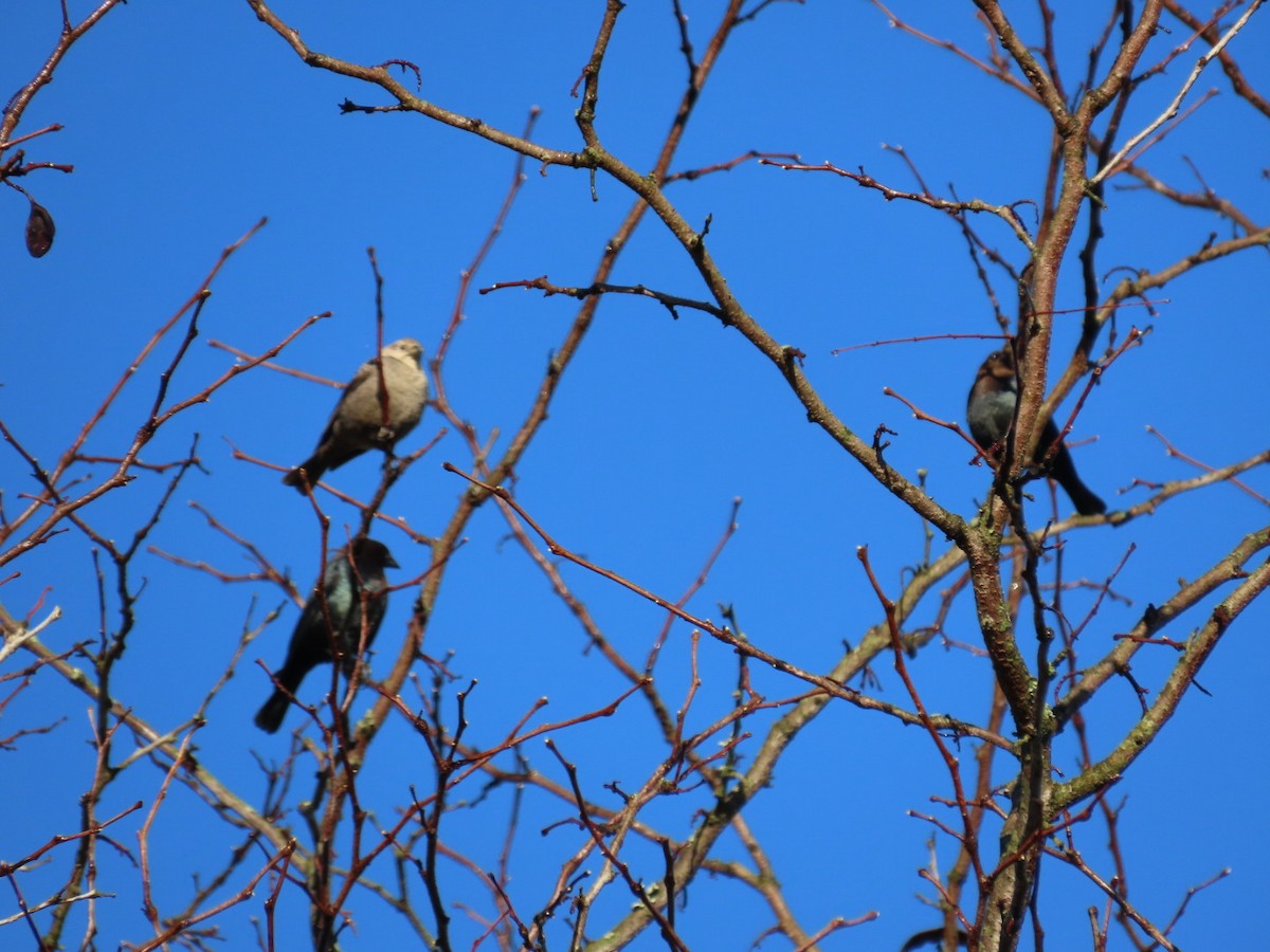 Brown-headed Cowbird - ML616983865