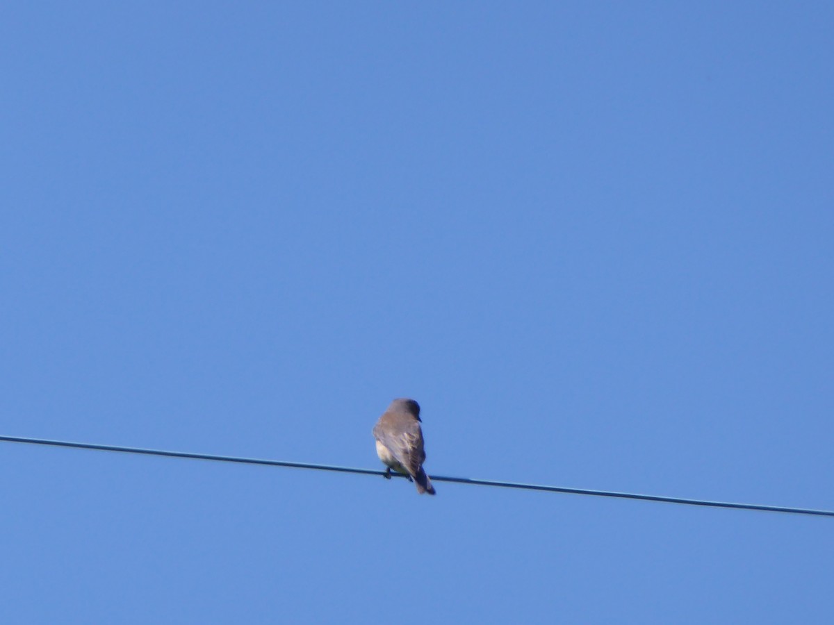 Western Bluebird - Zach Stickney