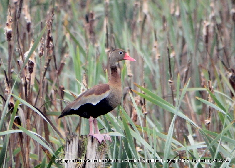 Black-bellied Whistling-Duck - Maritta (Dodo Colombia)