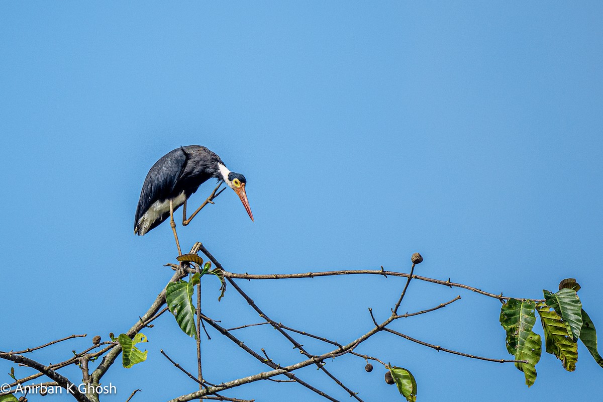 Storm's Stork - Anirban K Ghosh