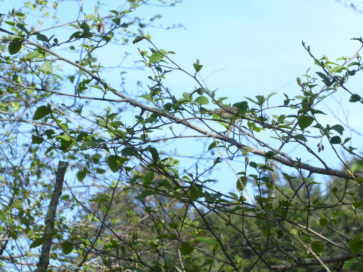 Warbling Vireo - ML616983945