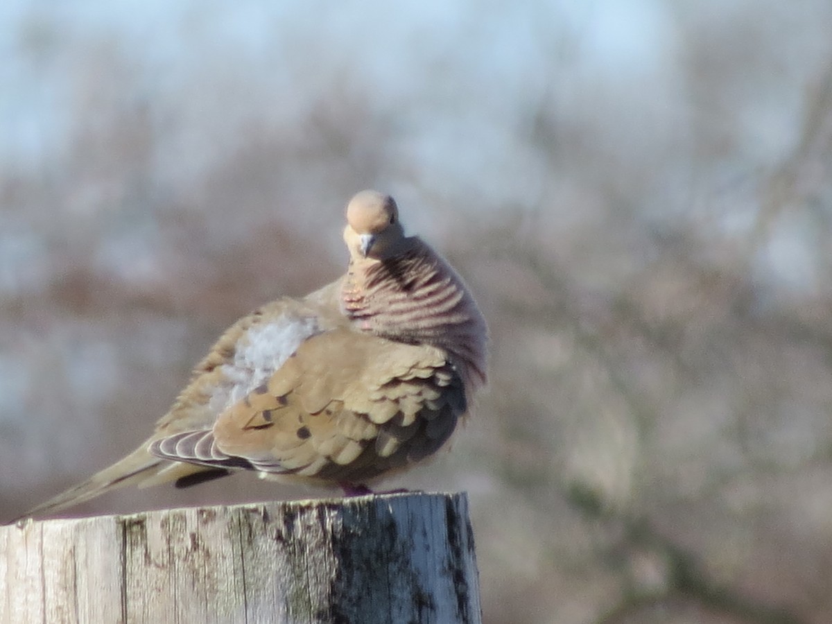 Zenaida arrunta - ML616983946