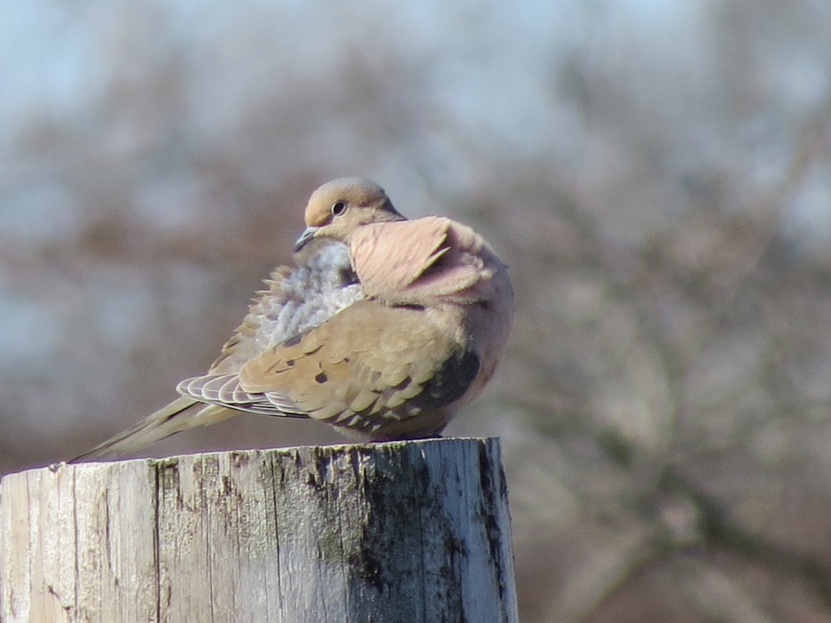 Zenaida arrunta - ML616983947