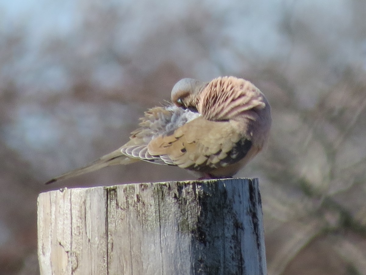 Zenaida arrunta - ML616983948