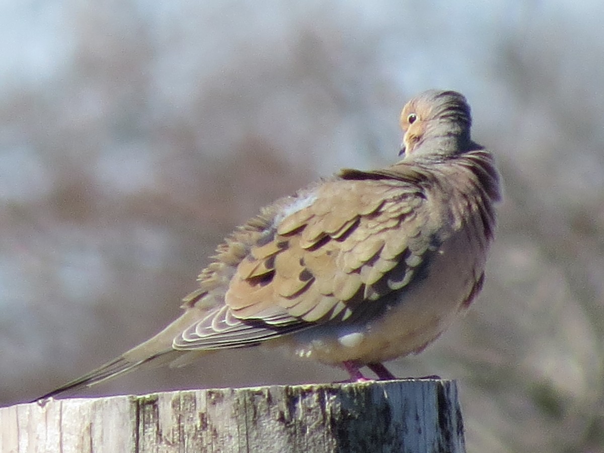 Zenaida arrunta - ML616983949