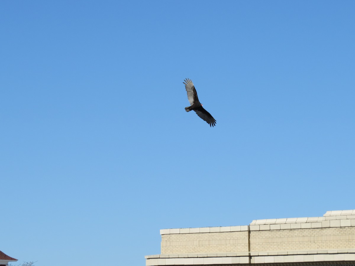 Zopilote indioilarra - ML616983960