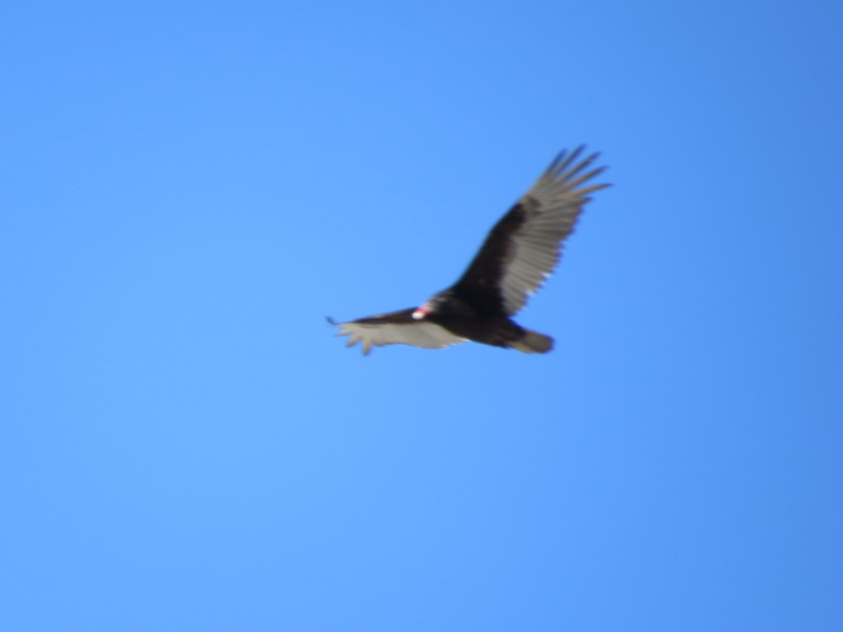 Zopilote indioilarra - ML616983961