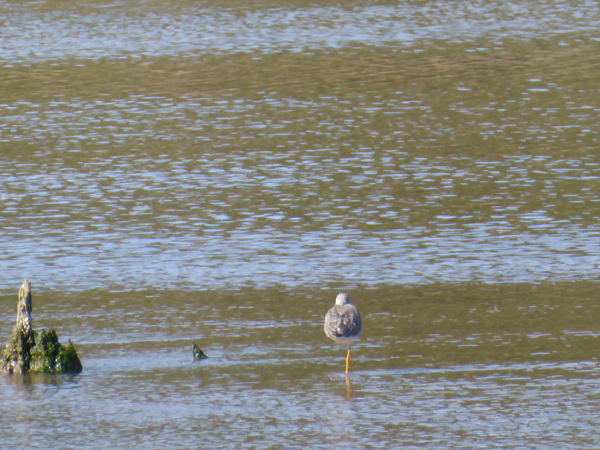 Lesser Yellowlegs - ML616983970