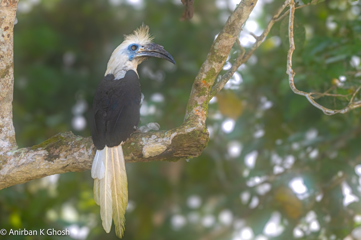 White-crowned Hornbill - ML616983971