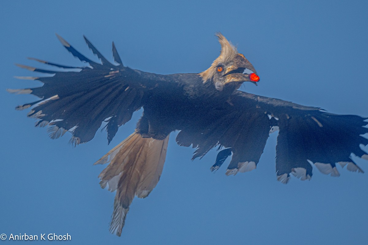 White-crowned Hornbill - Anirban K Ghosh