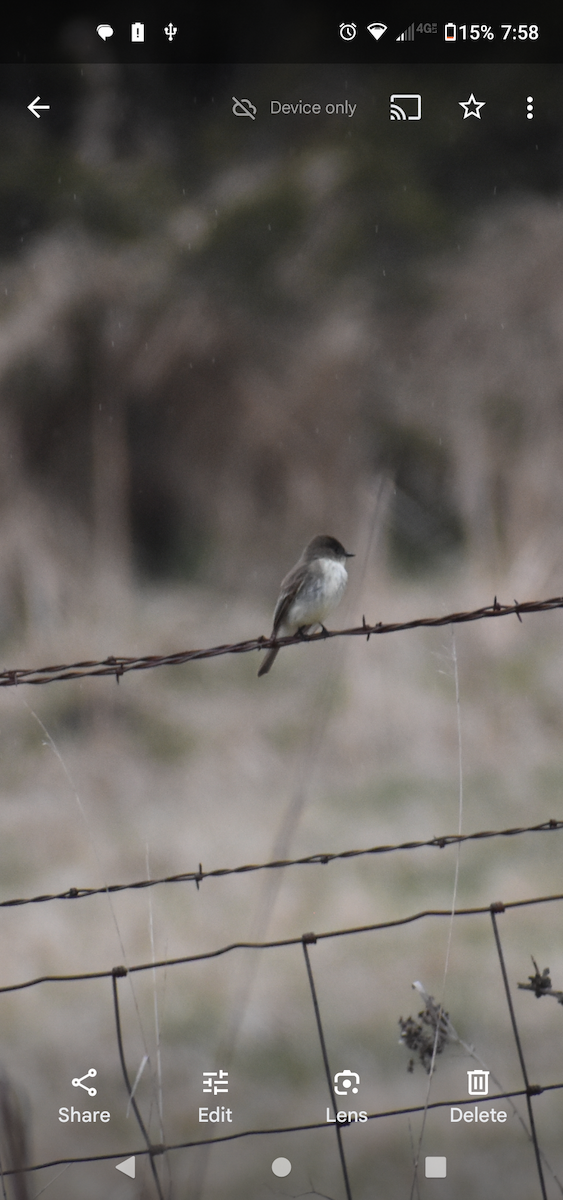 Eastern Phoebe - ML616983999