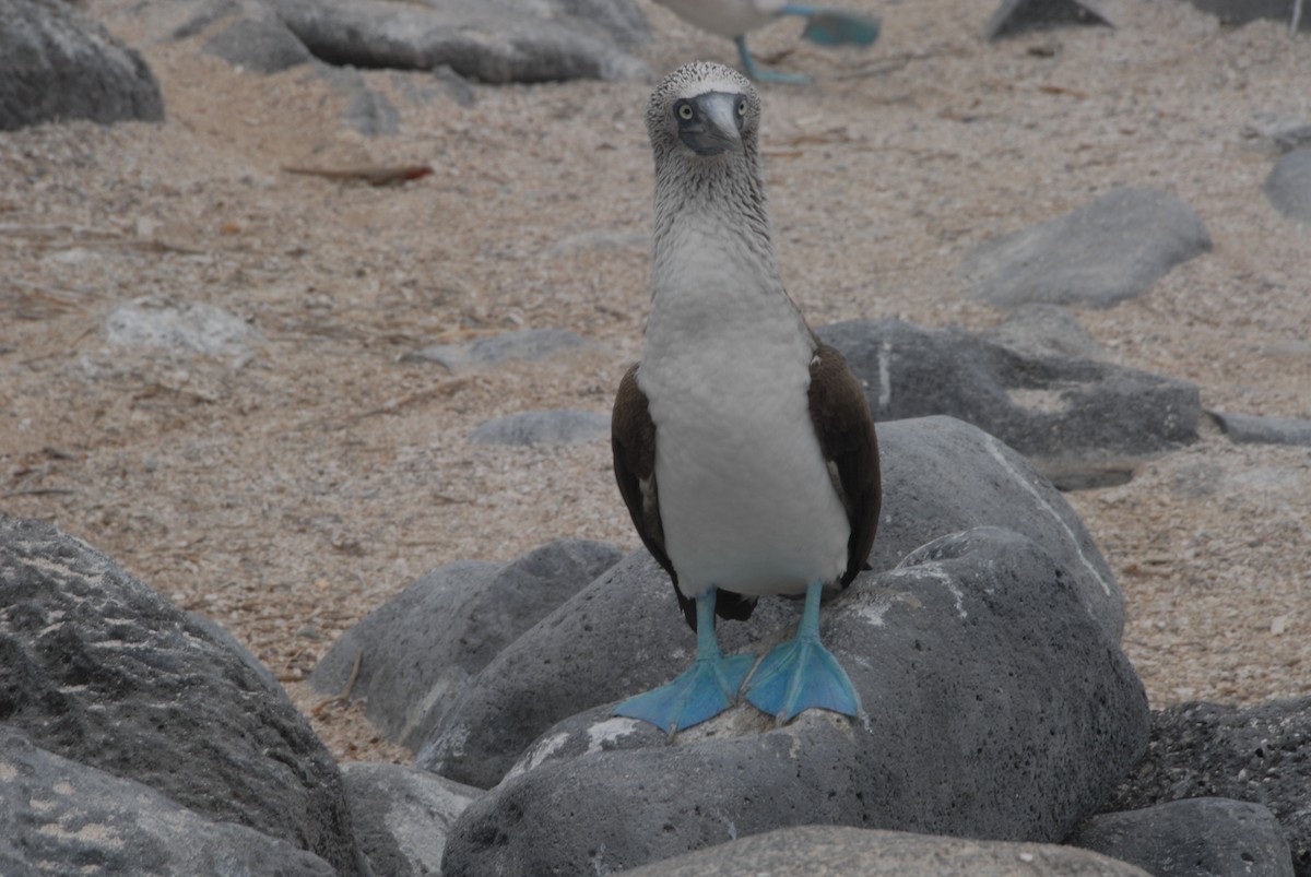 Blue-footed Booby - ML616984012