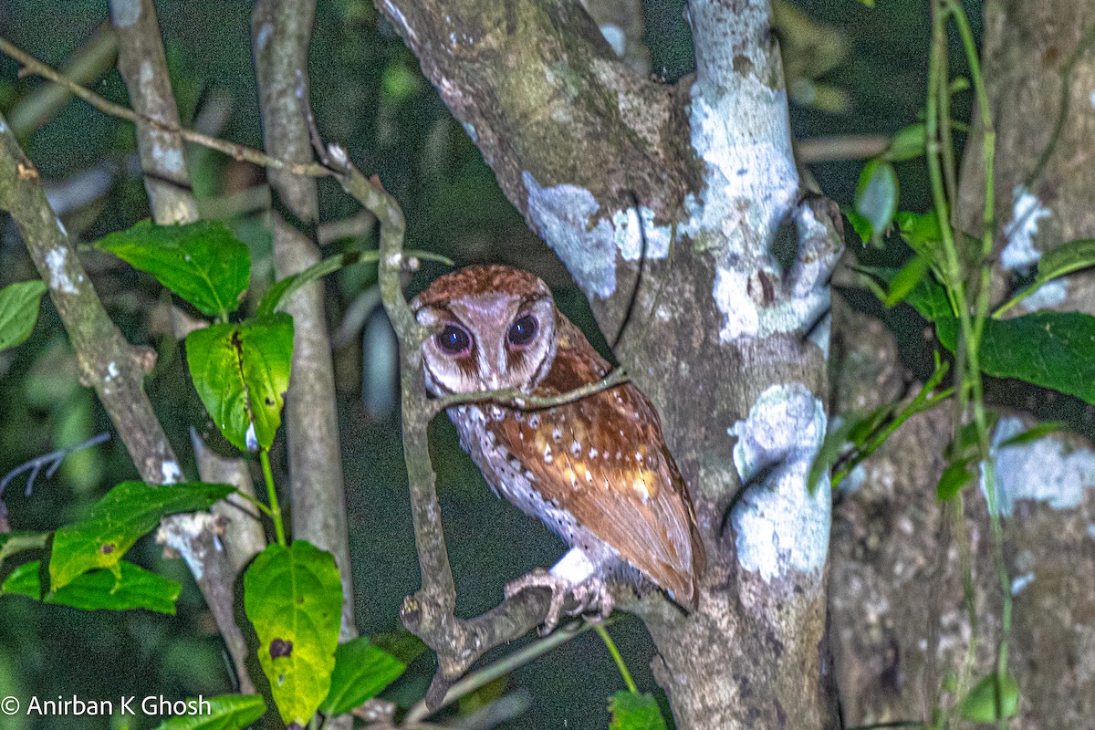 Oriental Bay-Owl - ML616984023