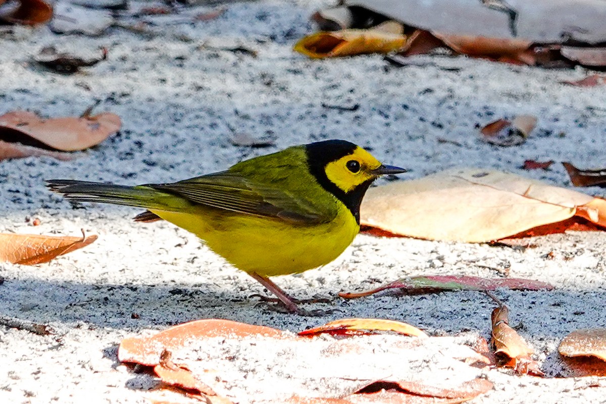 Hooded Warbler - ML616984049