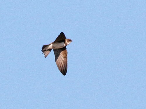 Bank Swallow - ML616984058