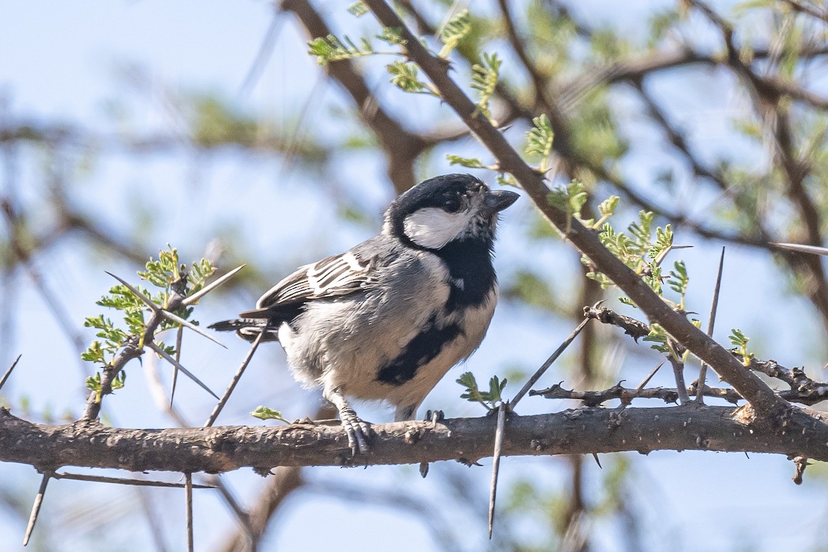 Mésange somalienne - ML616984062