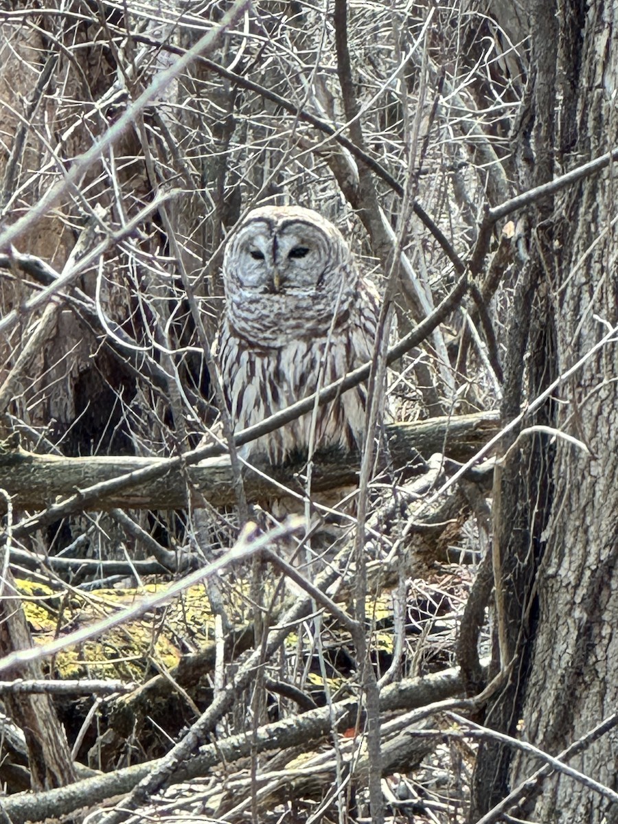 Barred Owl - ML616984067