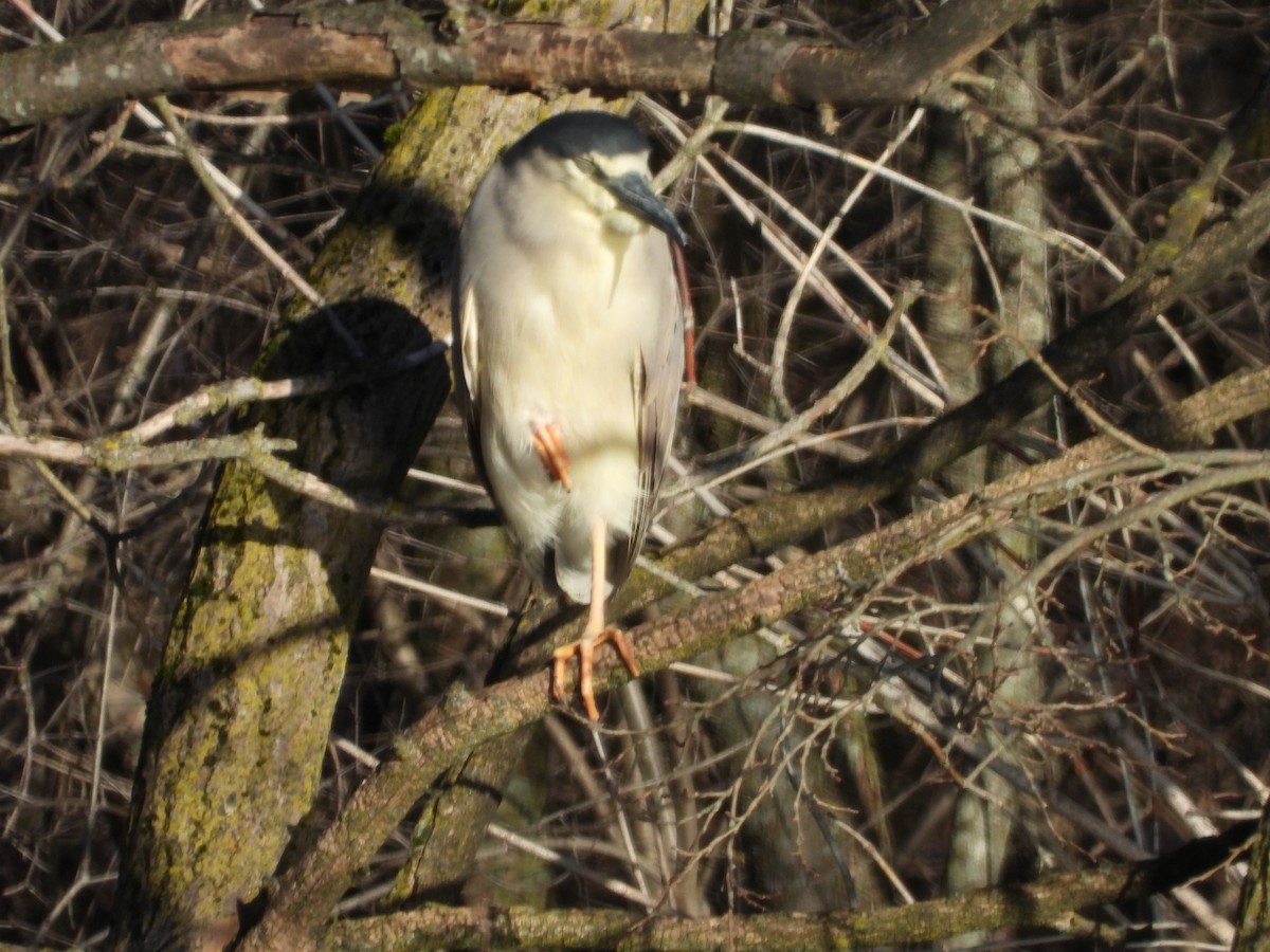 Black-crowned Night Heron - ML616984076