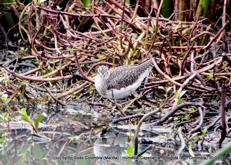 Solitary Sandpiper - Maritta (Dodo Colombia)