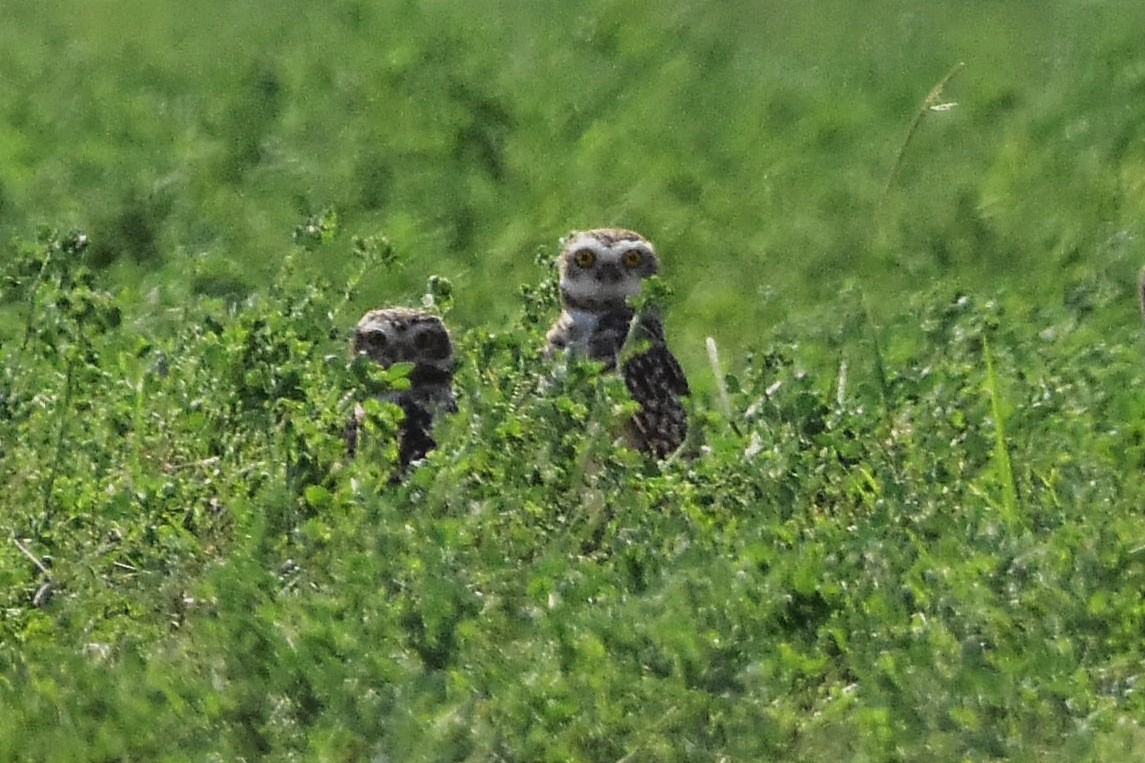 Burrowing Owl - Juan Bardier