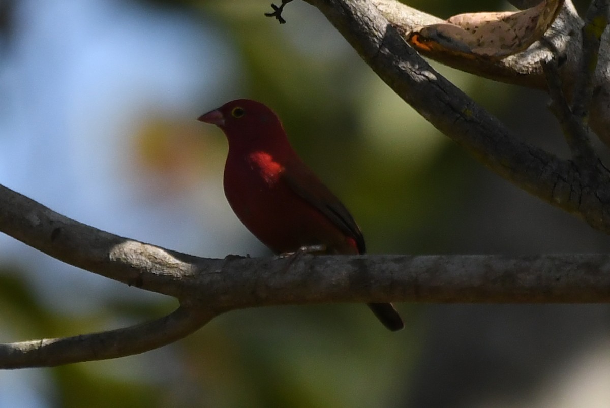 Red-billed Firefinch - Miguel Arribas Tiemblo