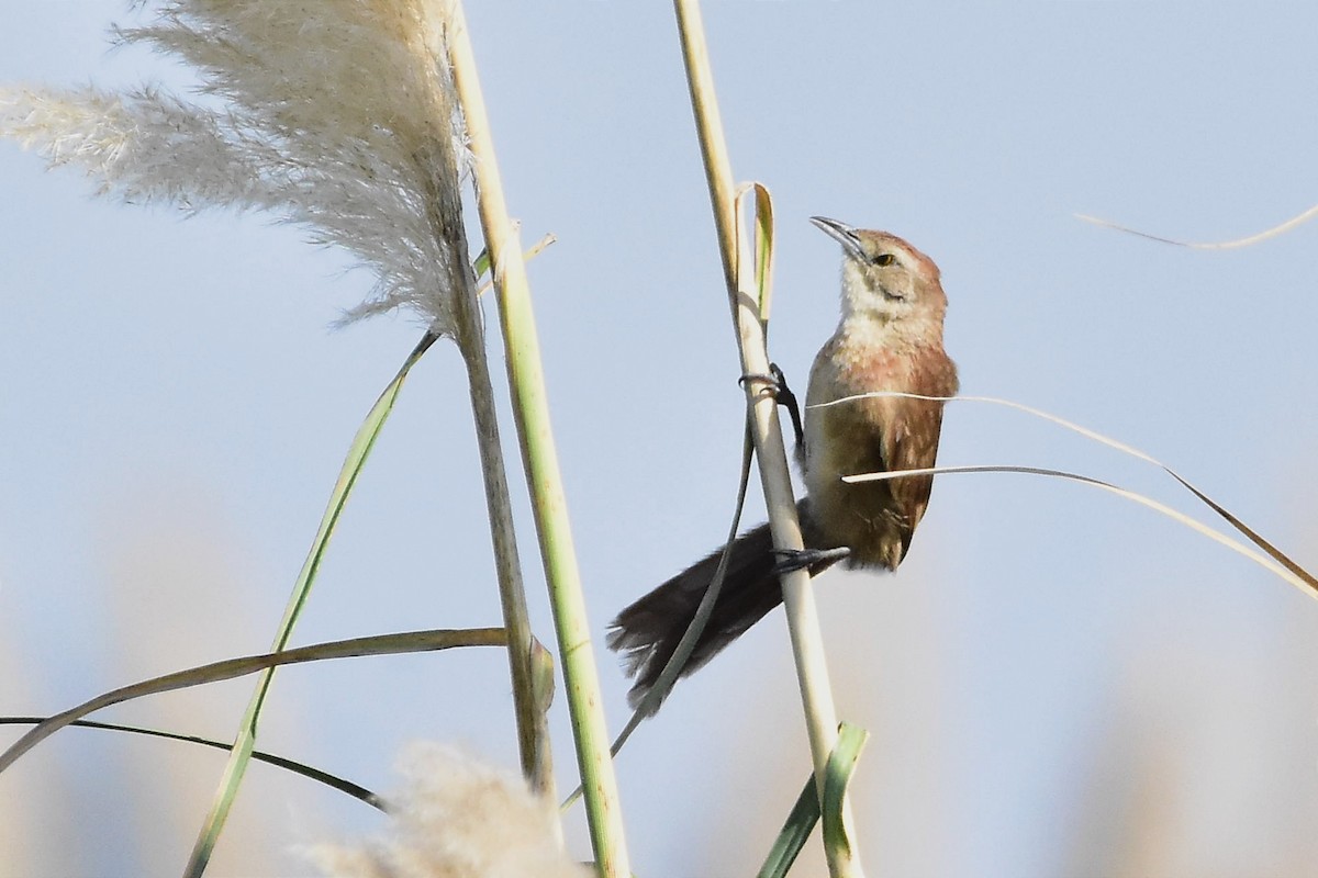 Freckle-breasted Thornbird - Juan Bardier
