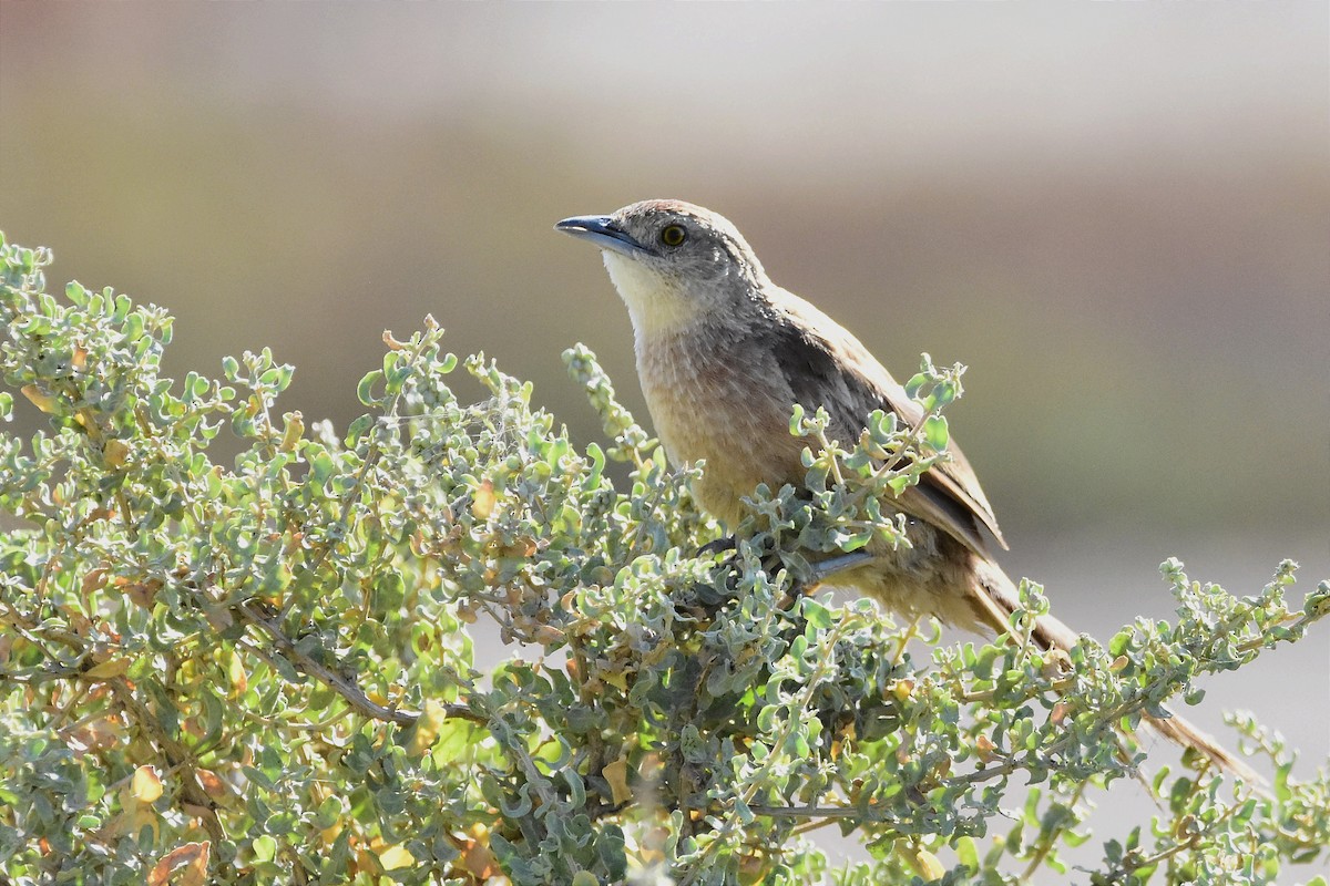 Freckle-breasted Thornbird - Juan Bardier