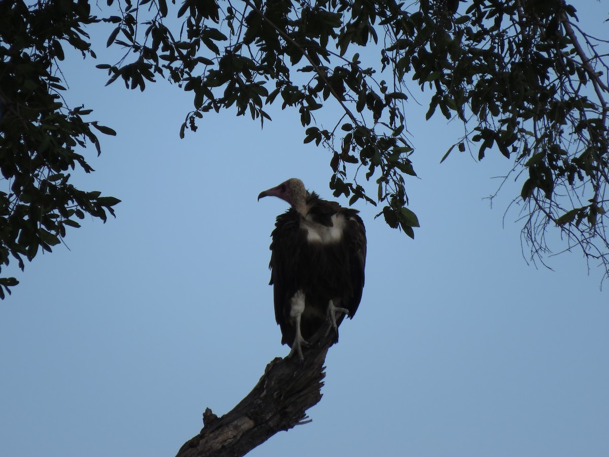 Vautour charognard - ML616984280