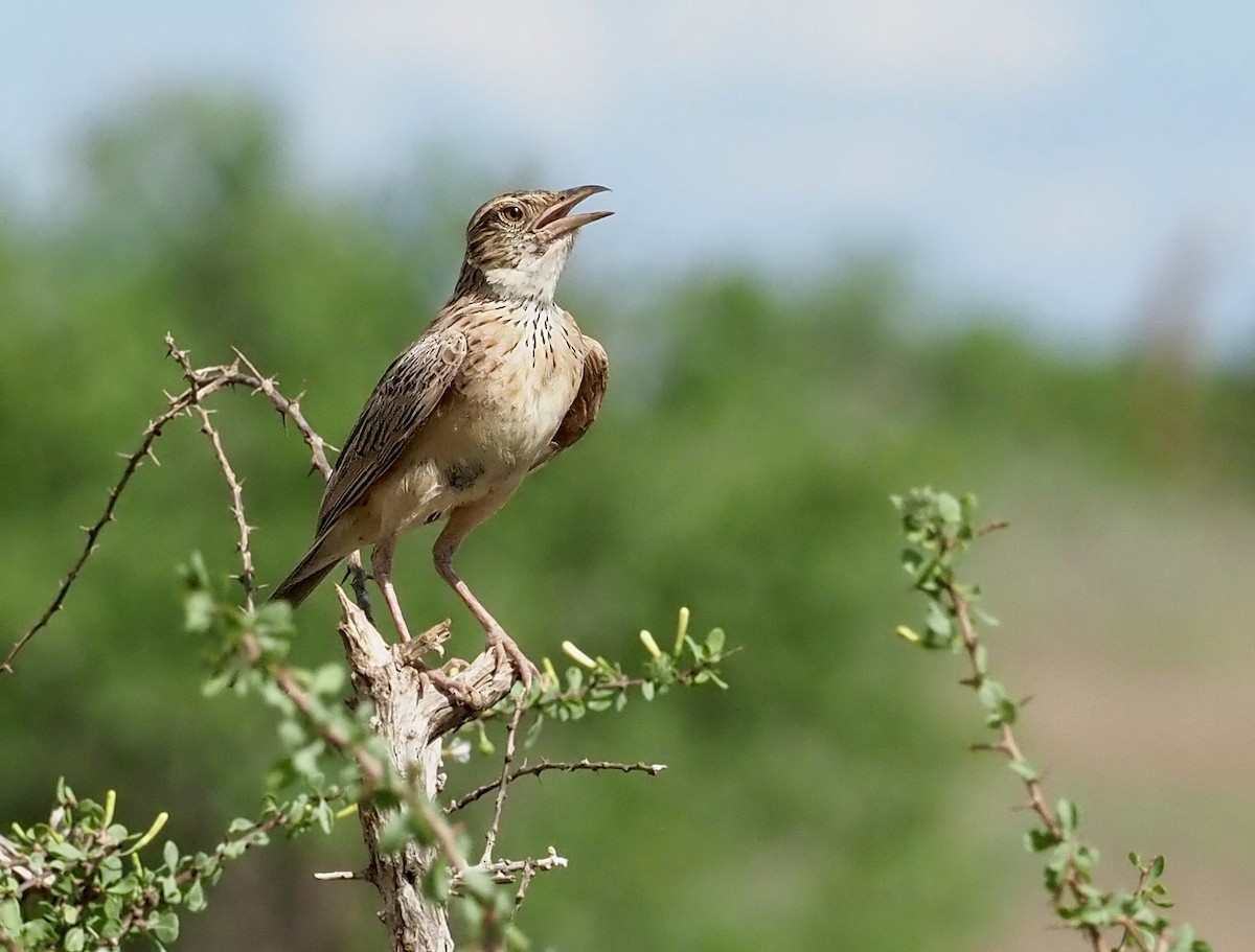 Red-winged Lark - ML616984306