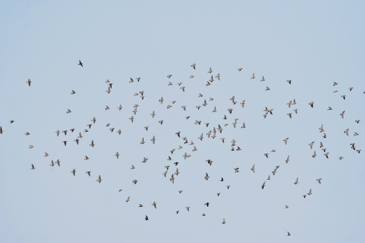 European Starling - Juan Bardier