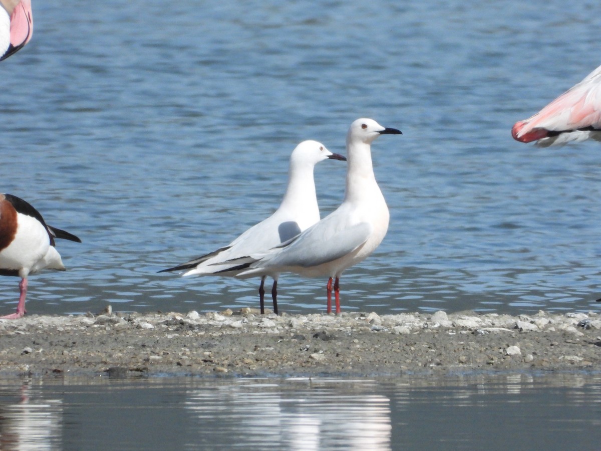 Slender-billed Gull - ML616984435