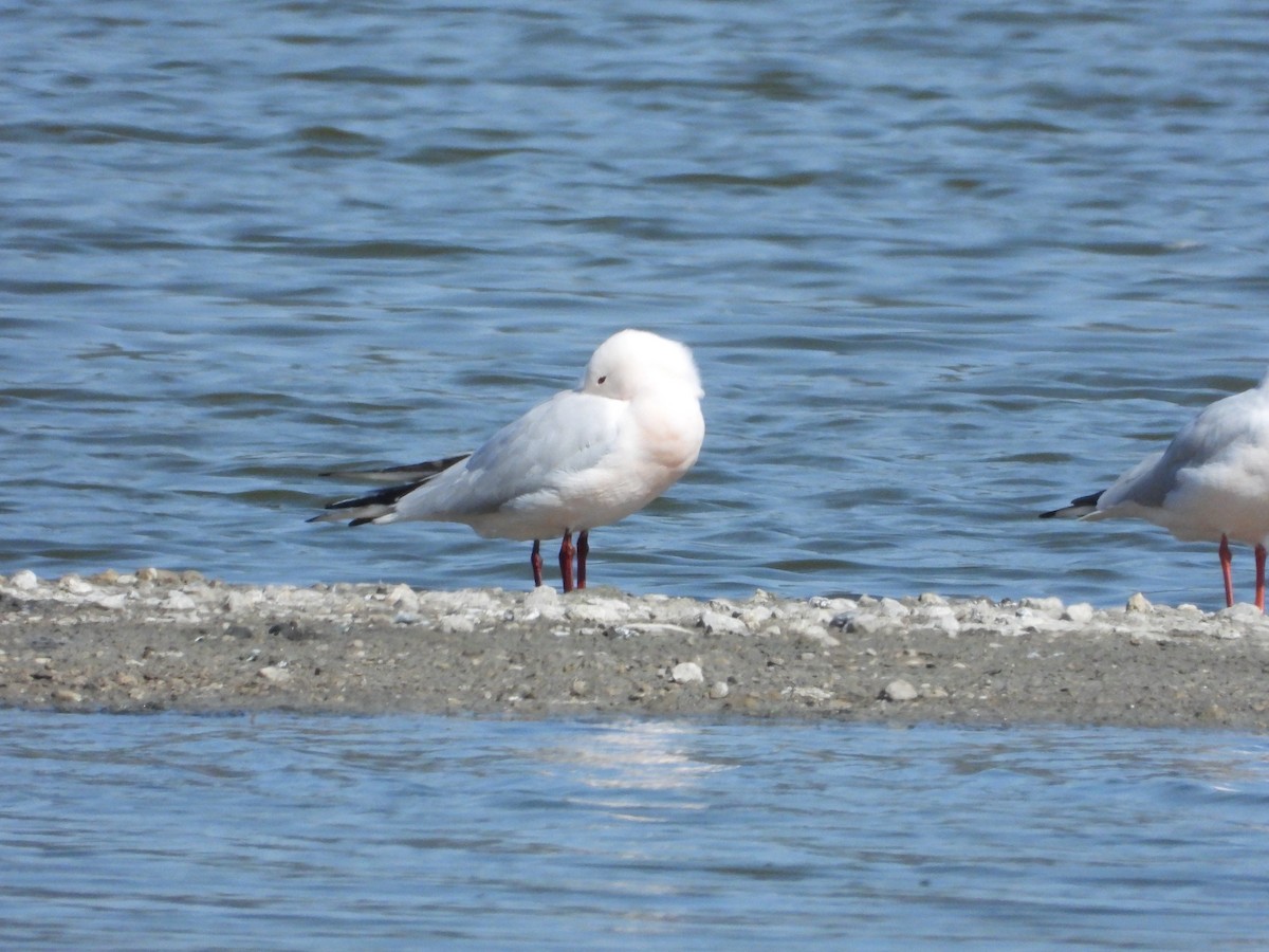 Slender-billed Gull - ML616984436