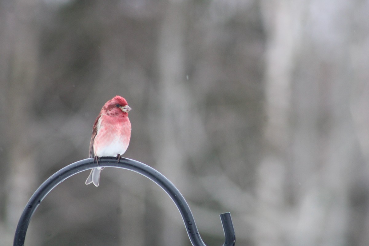 Purple Finch - ML616984458