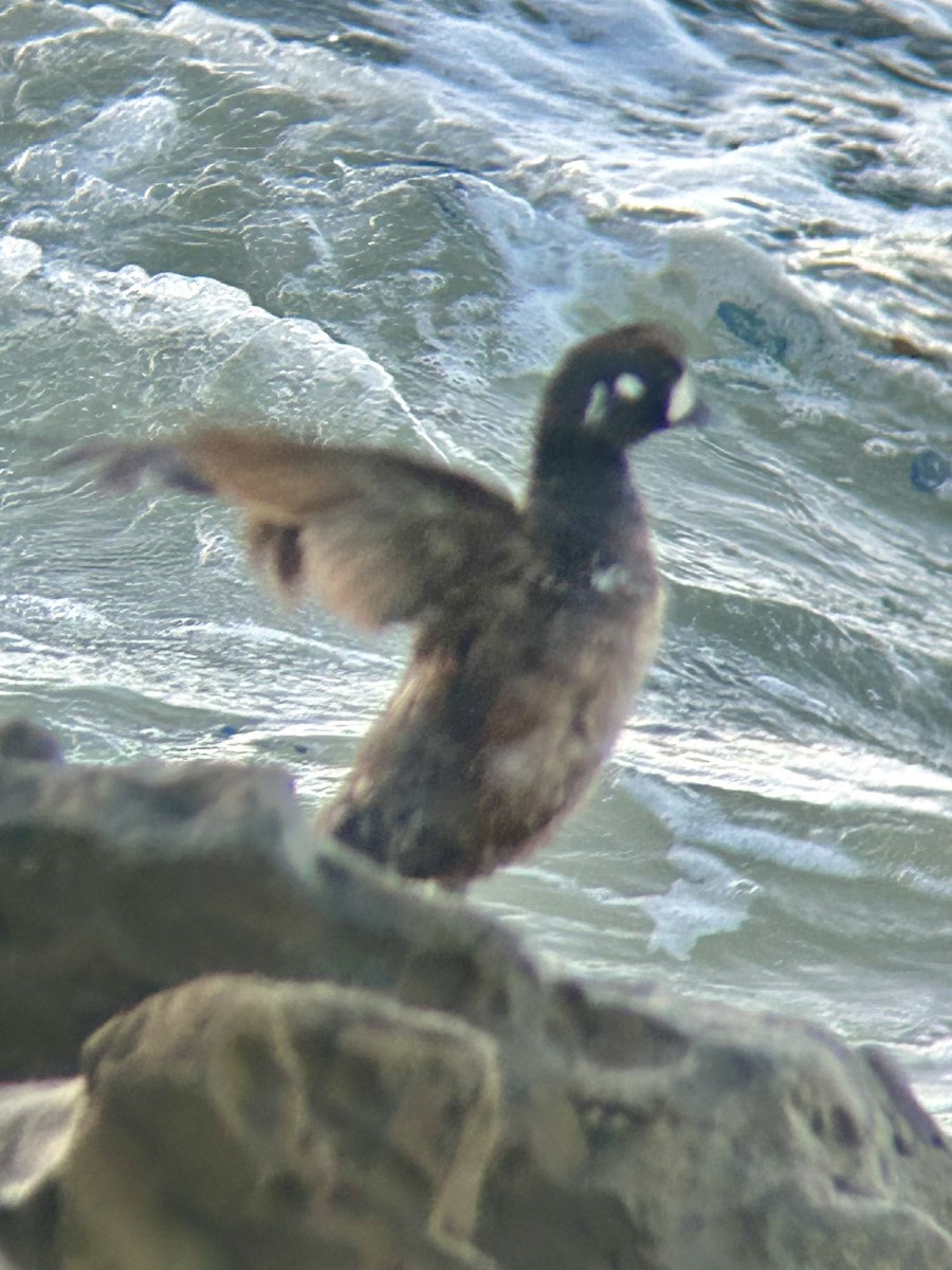 Harlequin Duck - ML616984480