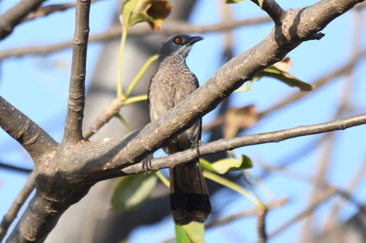 Brown Babbler - ML616984516