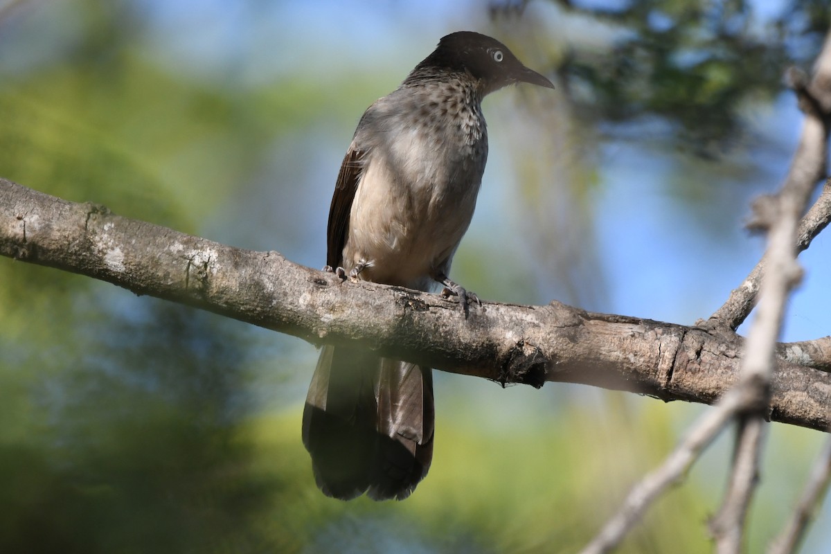 Blackcap Babbler - Miguel Arribas Tiemblo