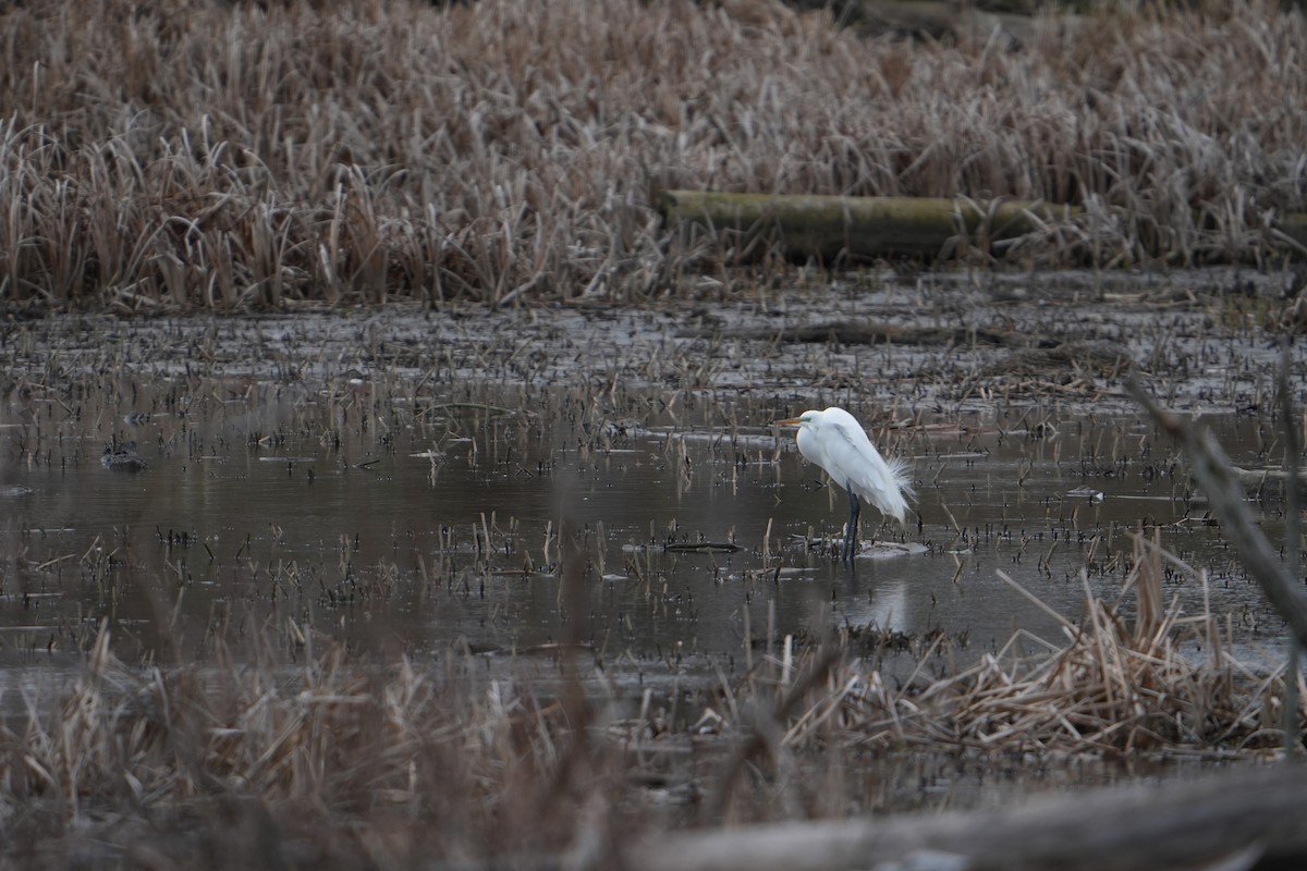 Great Egret - ML616984520