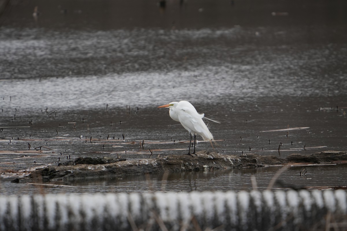 Great Egret - ML616984529