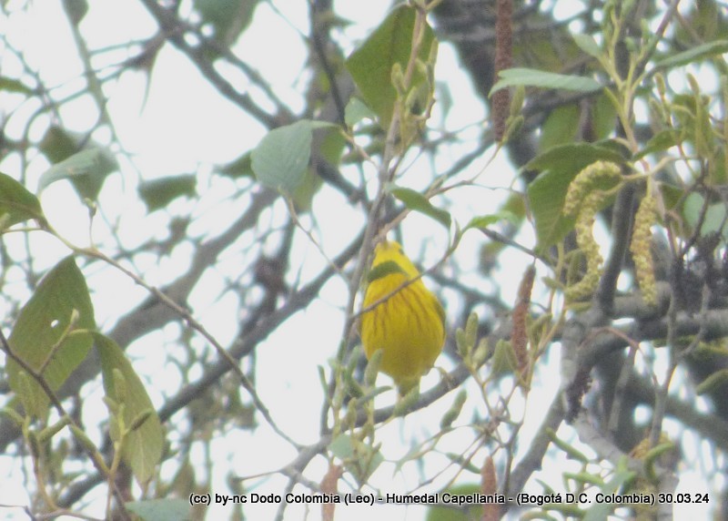 Paruline jaune - ML616984540