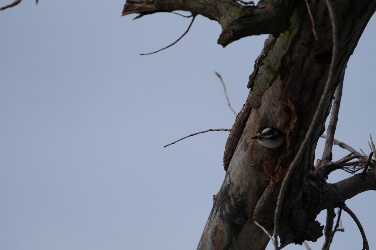 Downy Woodpecker - ML616984567