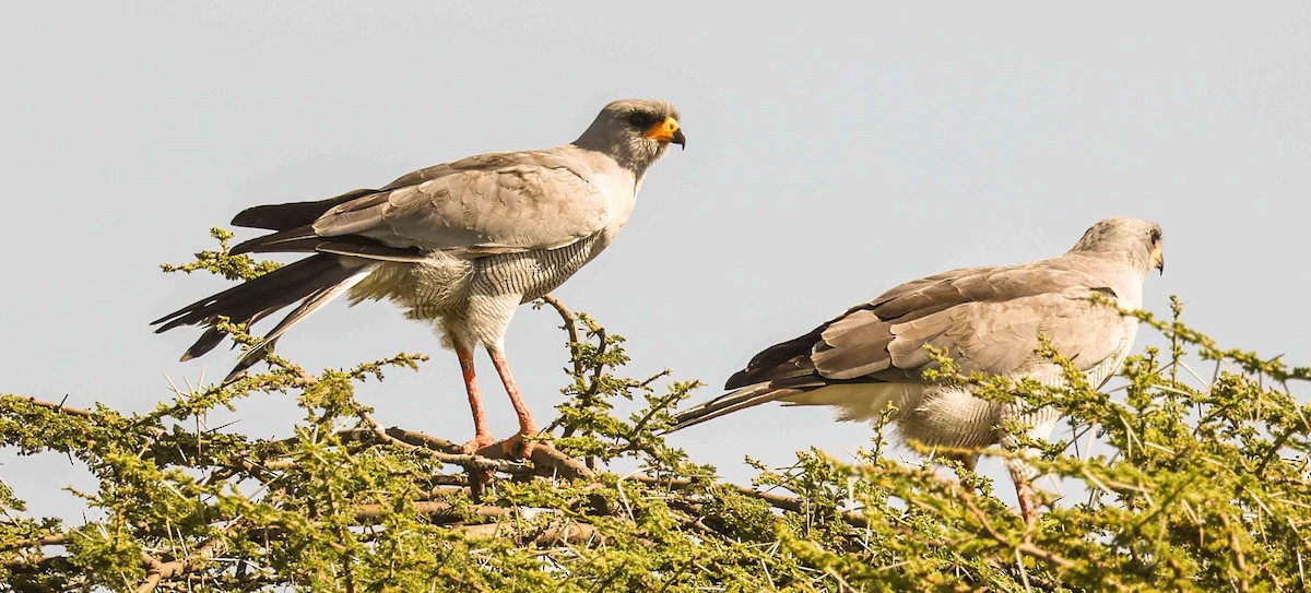 Eastern Chanting-Goshawk - ML616984615