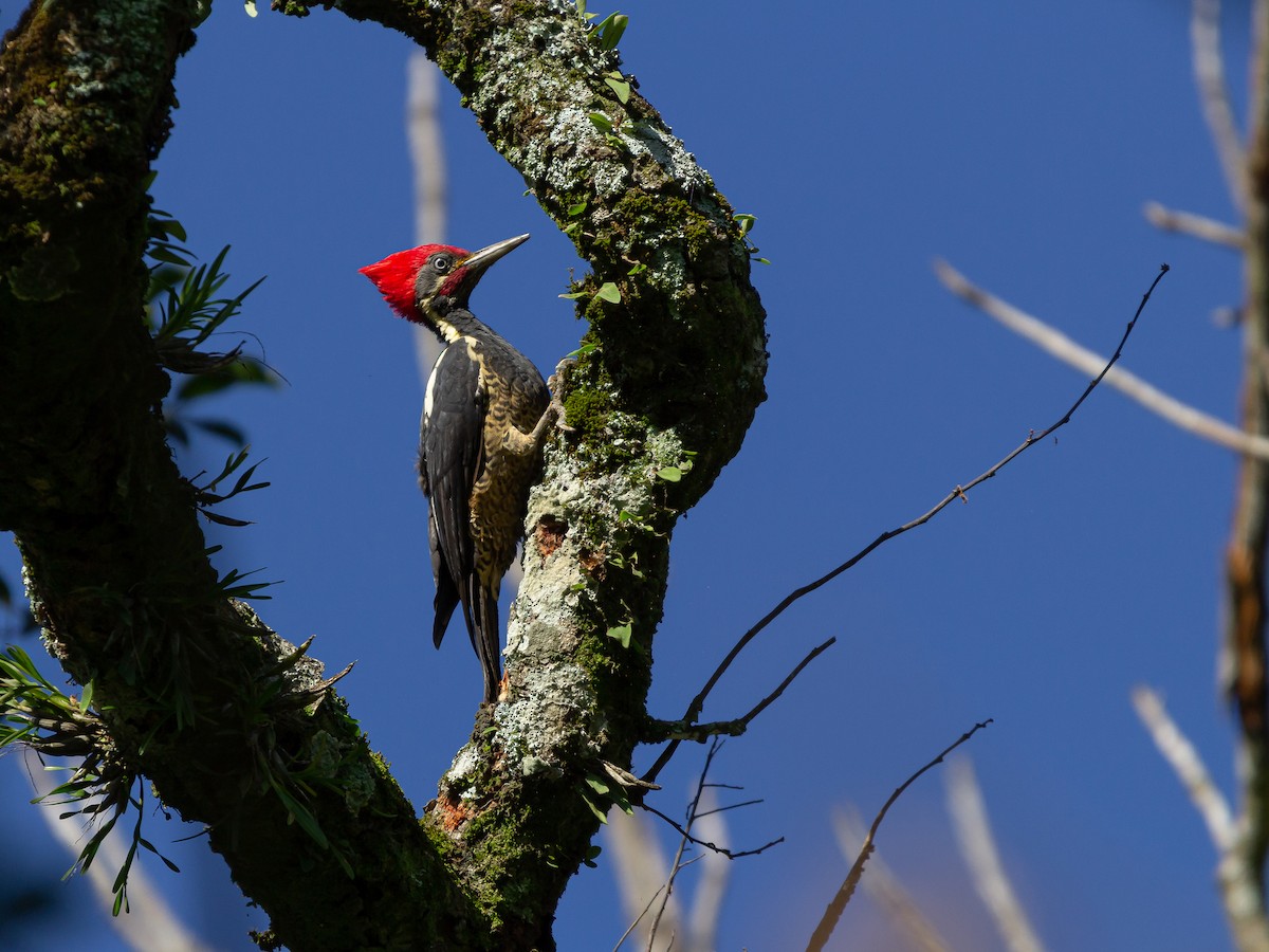 Lineated Woodpecker - Alejandro Vidal